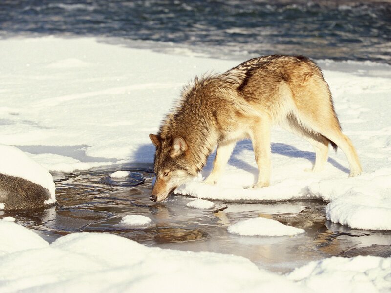 Wolf Drinking Water — White, Calm, Winter, Photograph