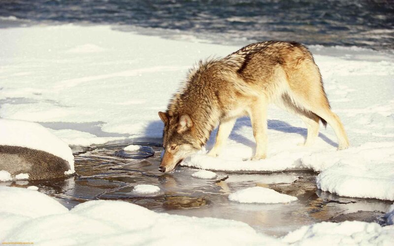 Wolf Drinking Water — White, Calm, Winter