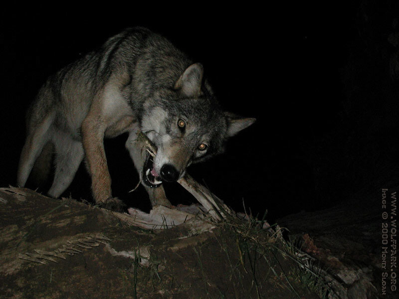 Wolf Eating Carcass