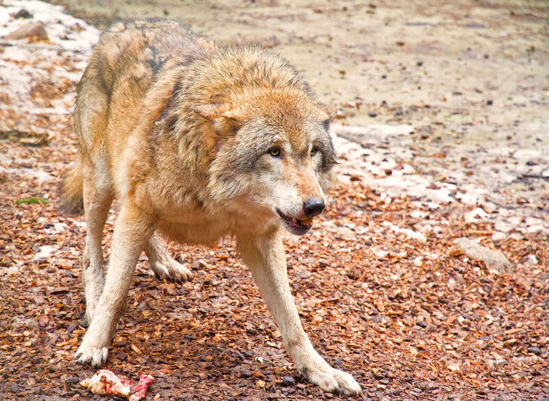 Wolf Eating Meat — Brown, Intense