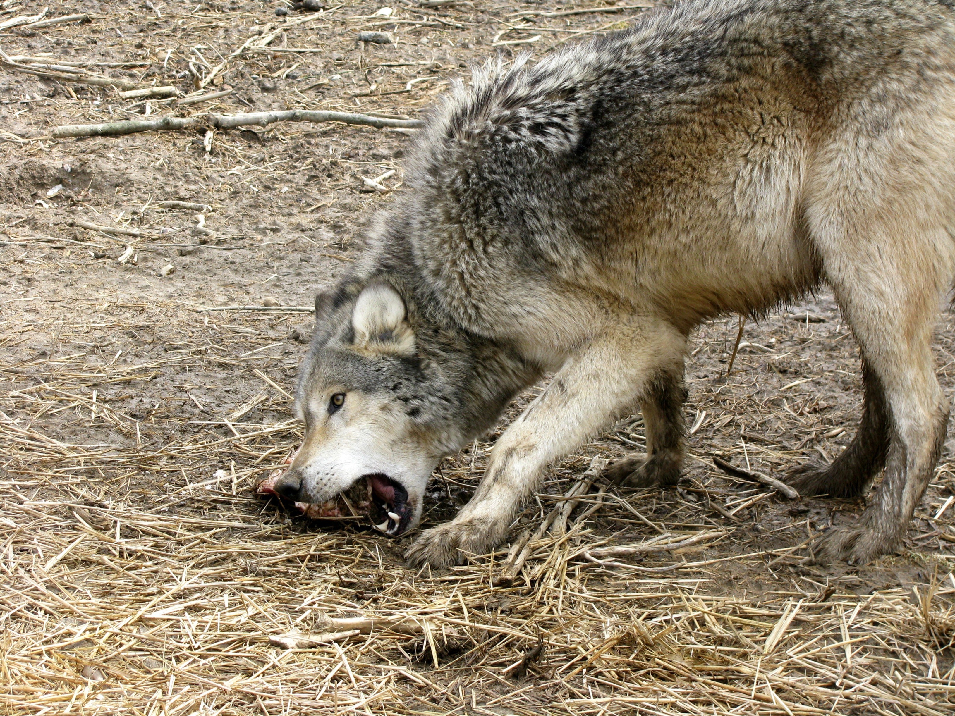 wolf eating on the ground