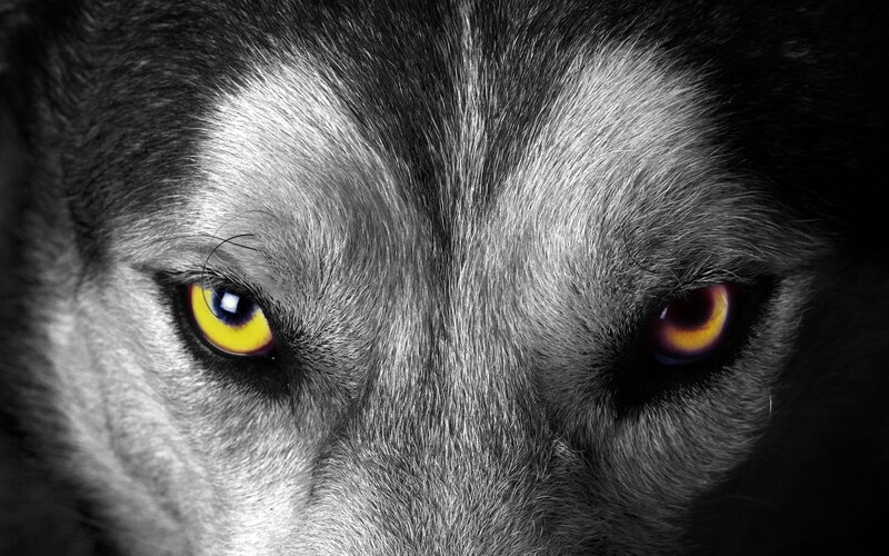 Wolf Eyes Close-up — Black, Intense, Photograph, Fur