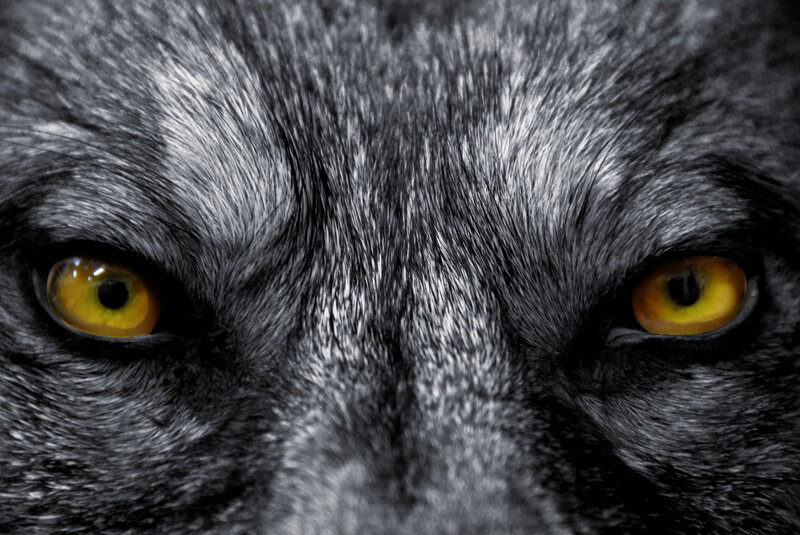 Wolf Eyes Close-up — Black, Intense