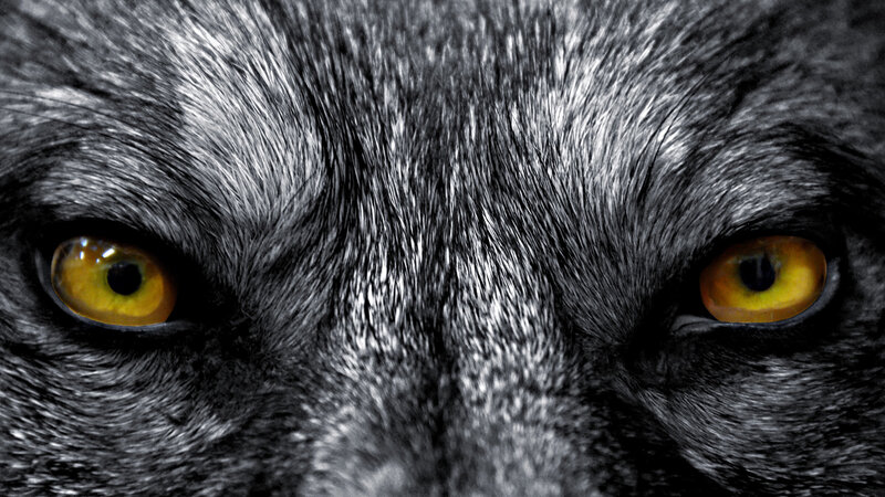 Wolf Eyes Close-up — Black