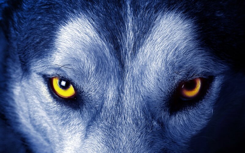 Wolf Eyes Close-up — Blue, Intense