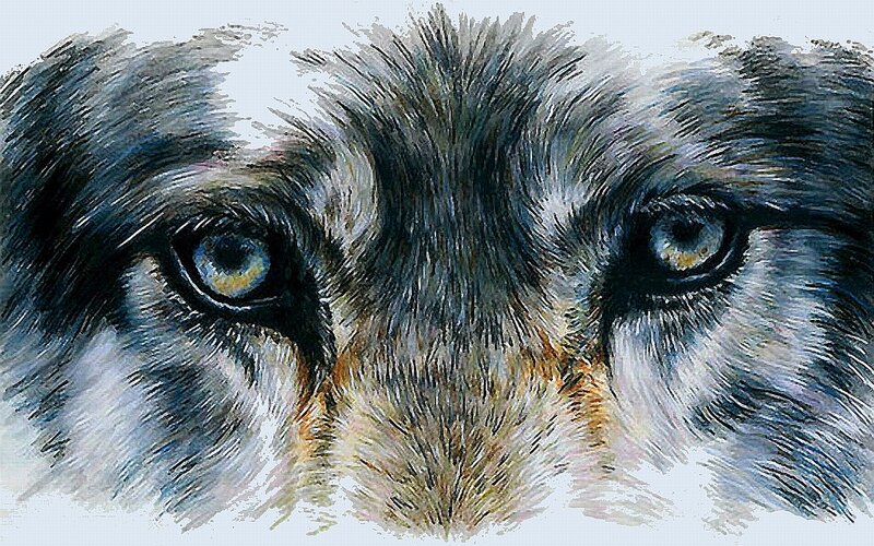 Wolf Eyes Close-up — Gray