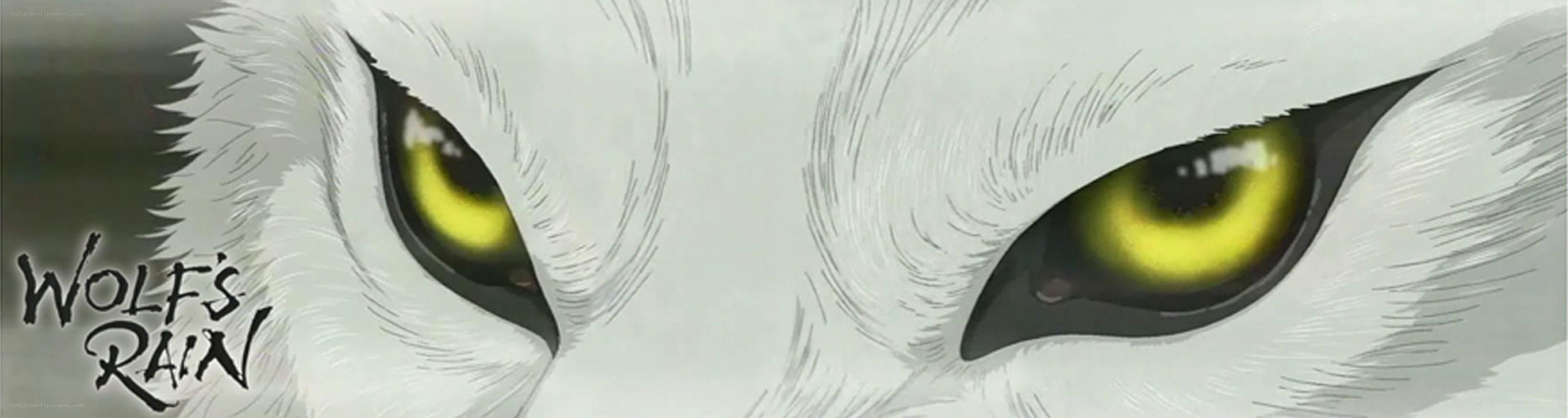 wolf eyes close-up