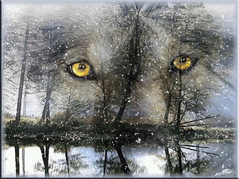 Wolf Eyes in Forest