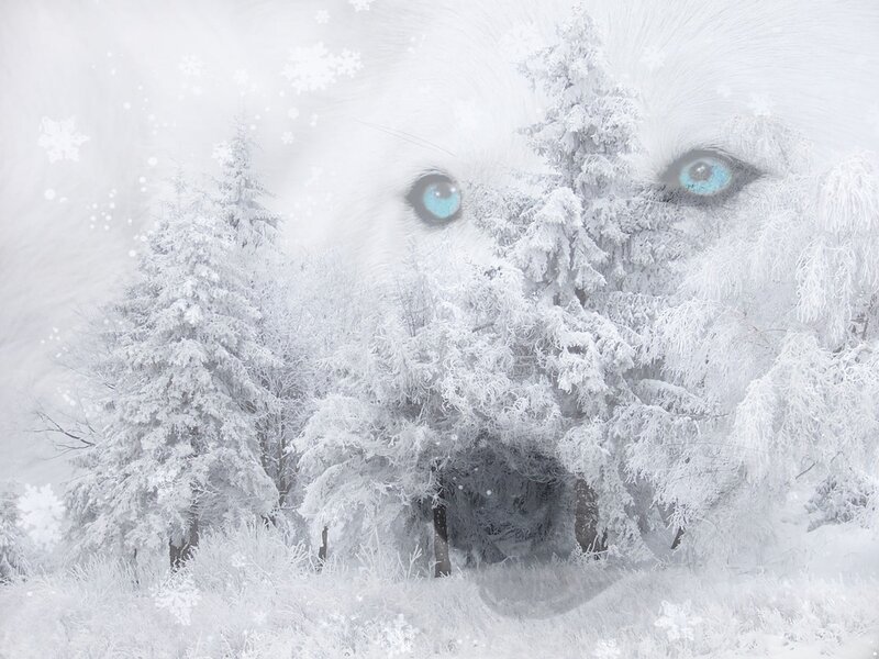 Wolf Eyes in Snow