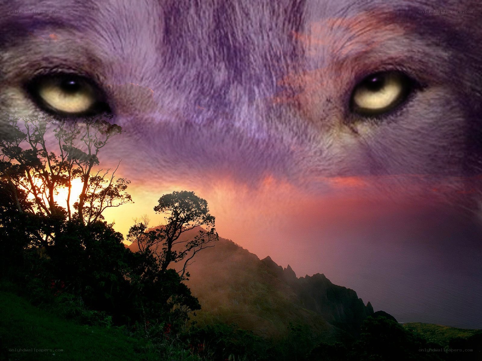 wolf eyes over sunset landscape