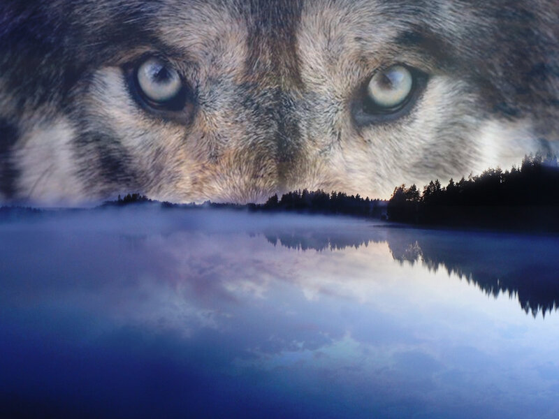 Wolf Eyes Reflection