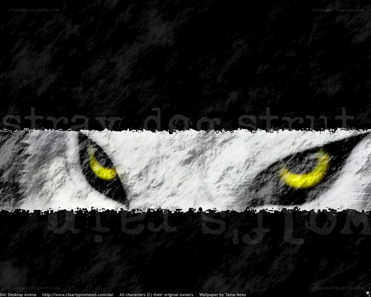 wolf eyes wallpaper