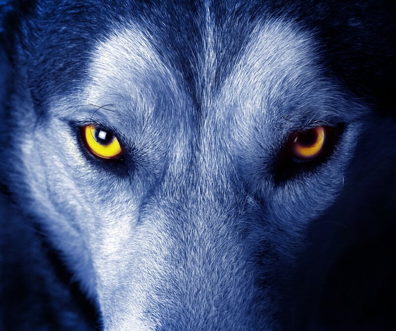 Wolf Face Close-up — Blue