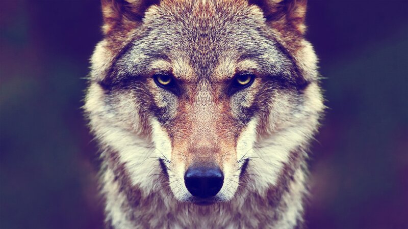 Wolf Face Close-up — Brown