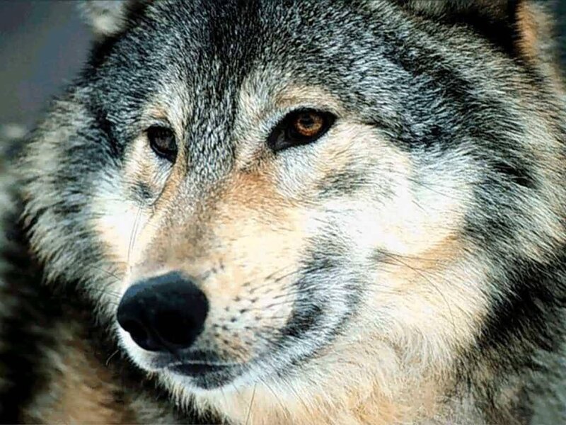 Wolf Face Close-up — Gray