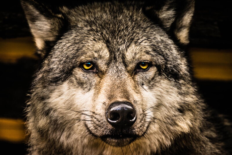 Wolf Face Close-up