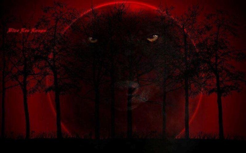 Wolf Face in Forest — Red