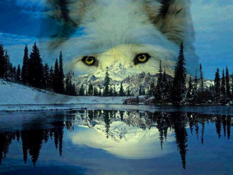 Wolf Face in Landscape — Blue