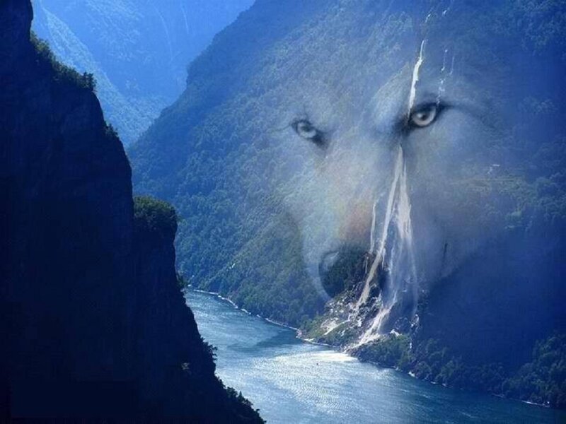 Wolf Face in Mountains