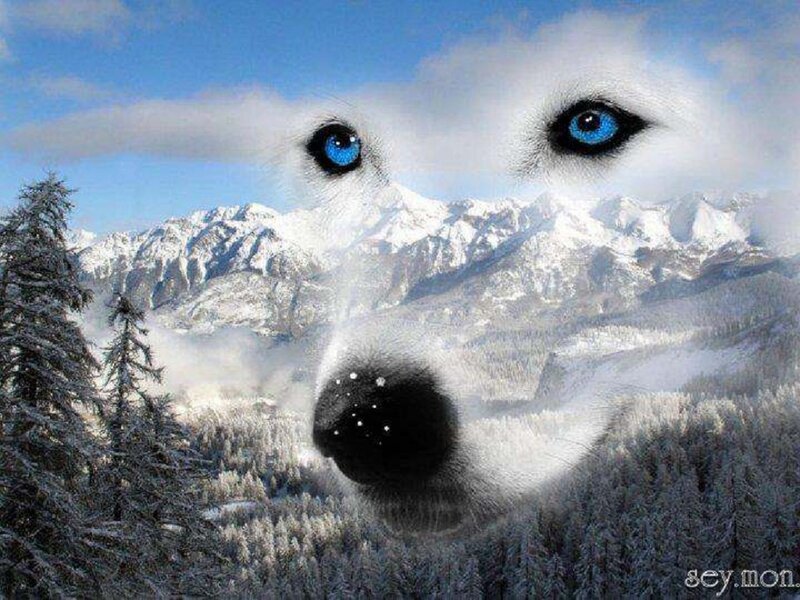 Wolf Face in Mountains — White