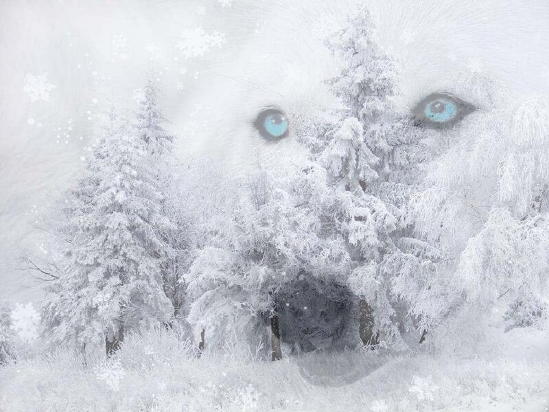 Wolf Face in Snow