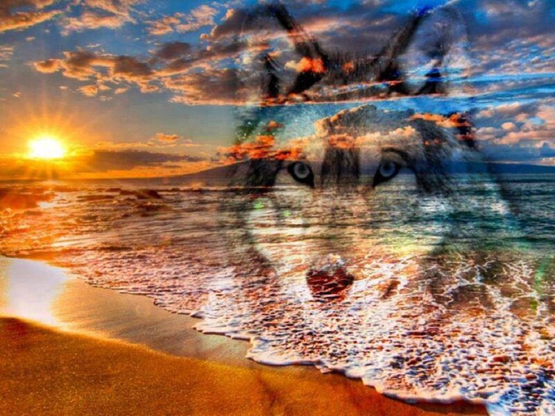 Wolf Face on Beach