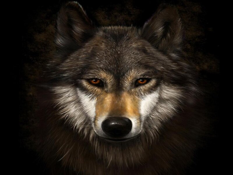 Wolf Face Portrait — Gray