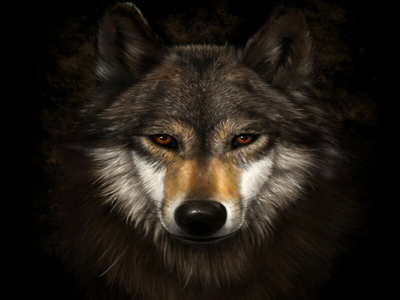 Wolf Face Portrait