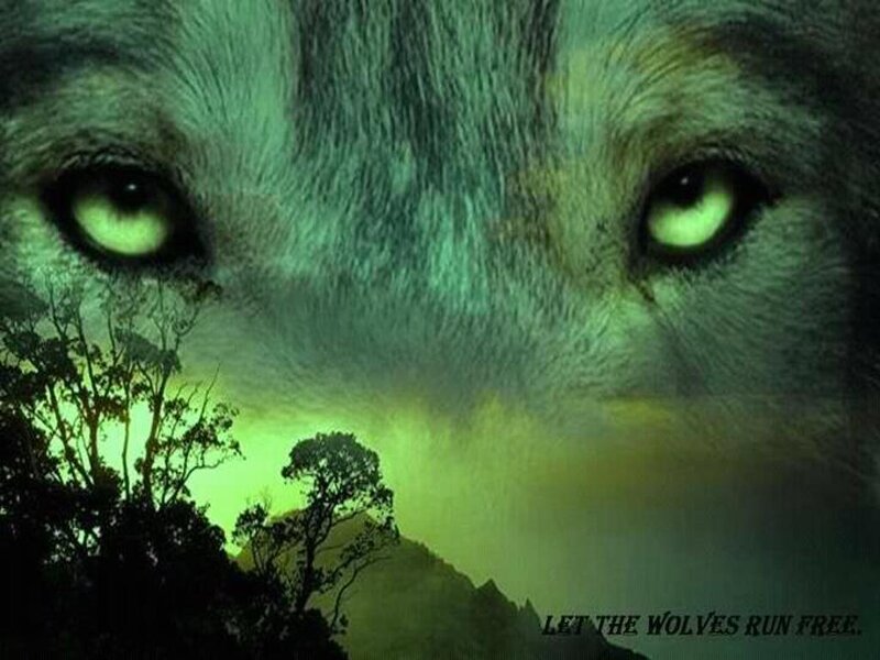 Wolf Face with Glowing Eyes
