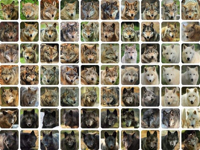 Wolf Faces Collage