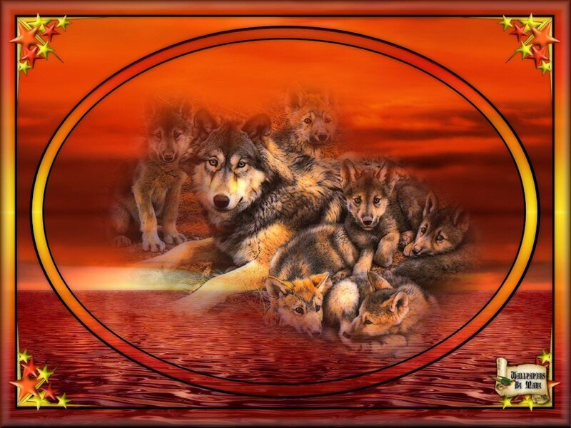 wolf family at sunset