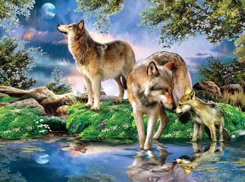 Wolf Family by Water