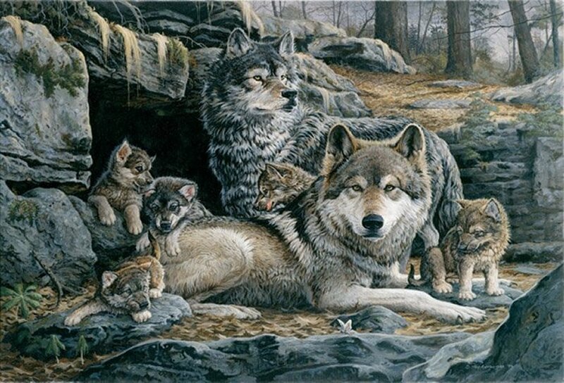 Wolf Family in Den