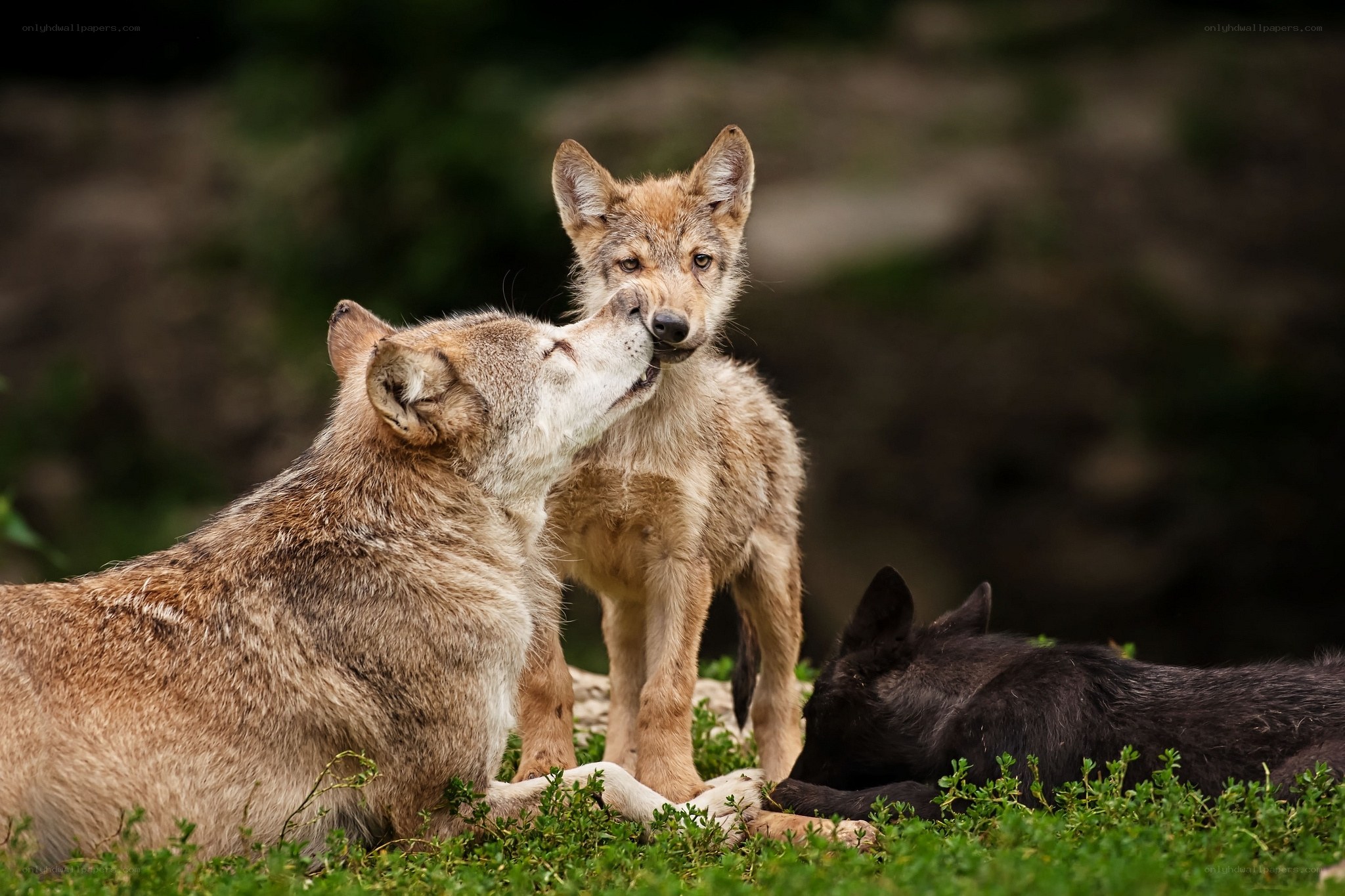Wolf family in the wild
