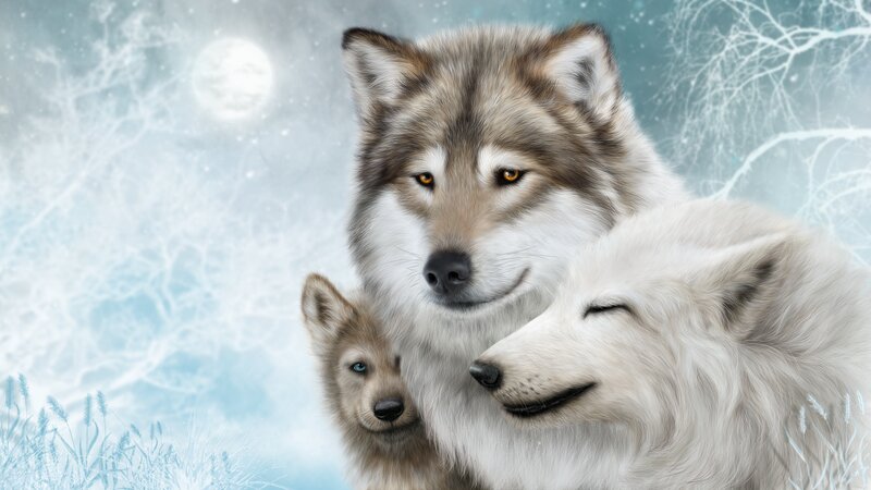 Wolf Family in Winter — White