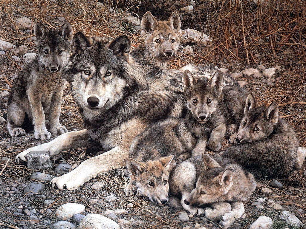 wolf family with pups