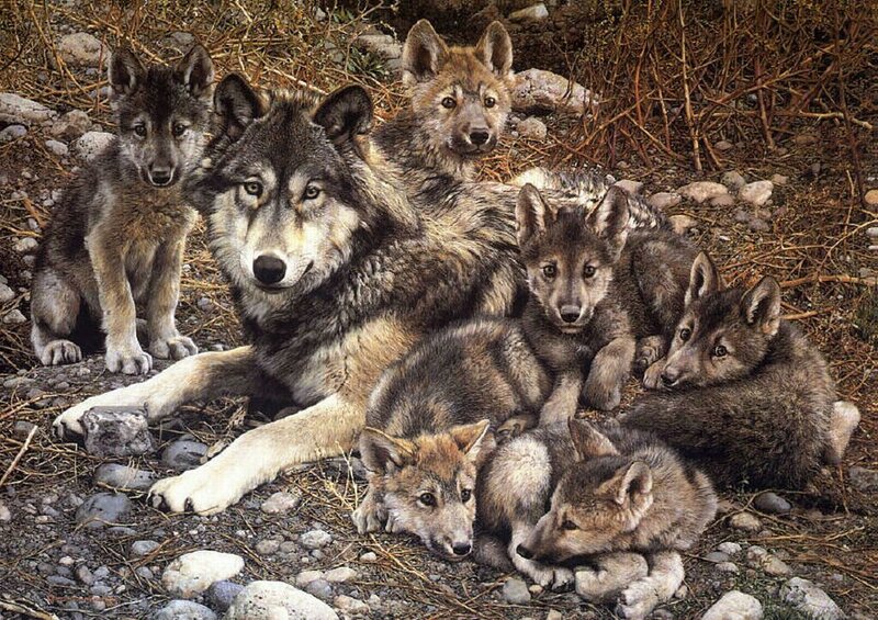 wolf family with pups