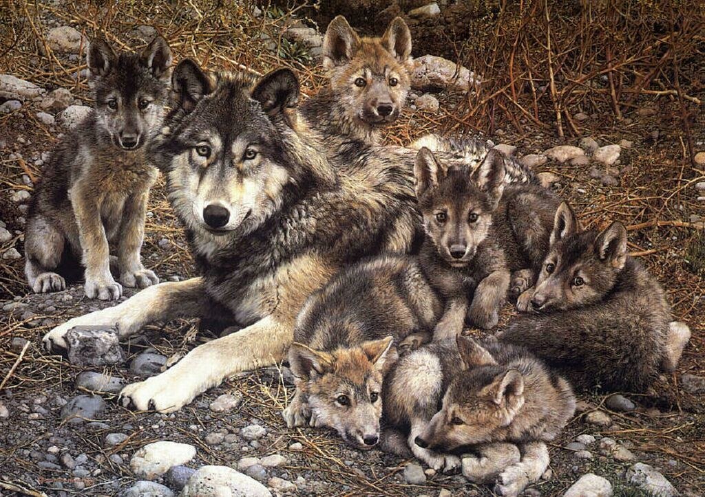 wolf family with pups
