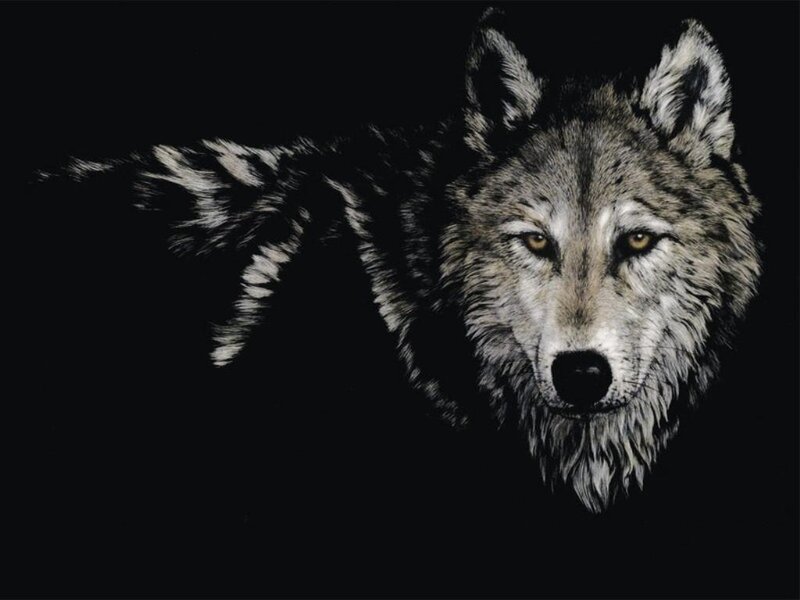 Wolf Head and Shoulder — Black