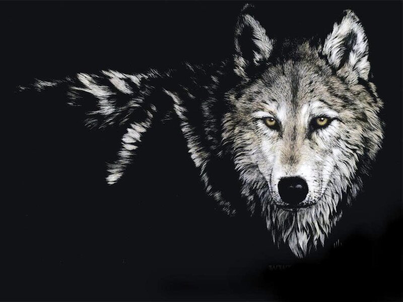 Wolf Head and Shoulder
