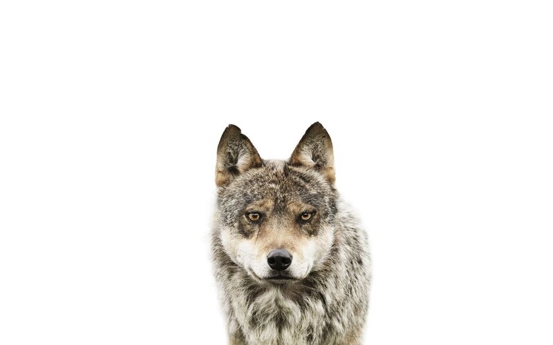 Wolf Head — Gray