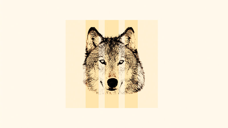 Wolf Head Illustration — Beige