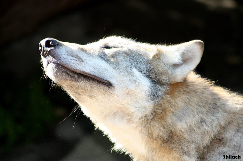 Wolf Head in Profile