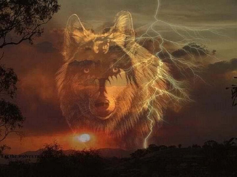 Wolf Head in Storm — Orange