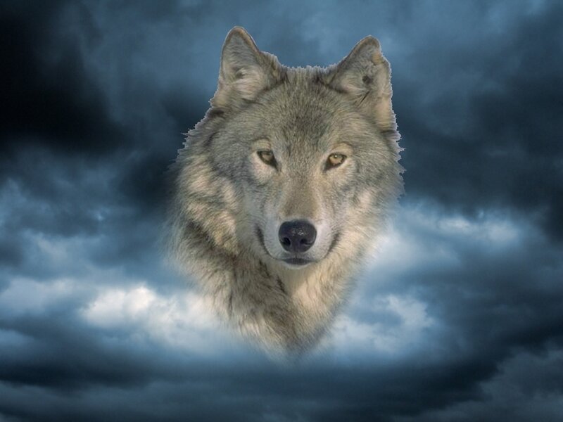 Wolf Head in Storm