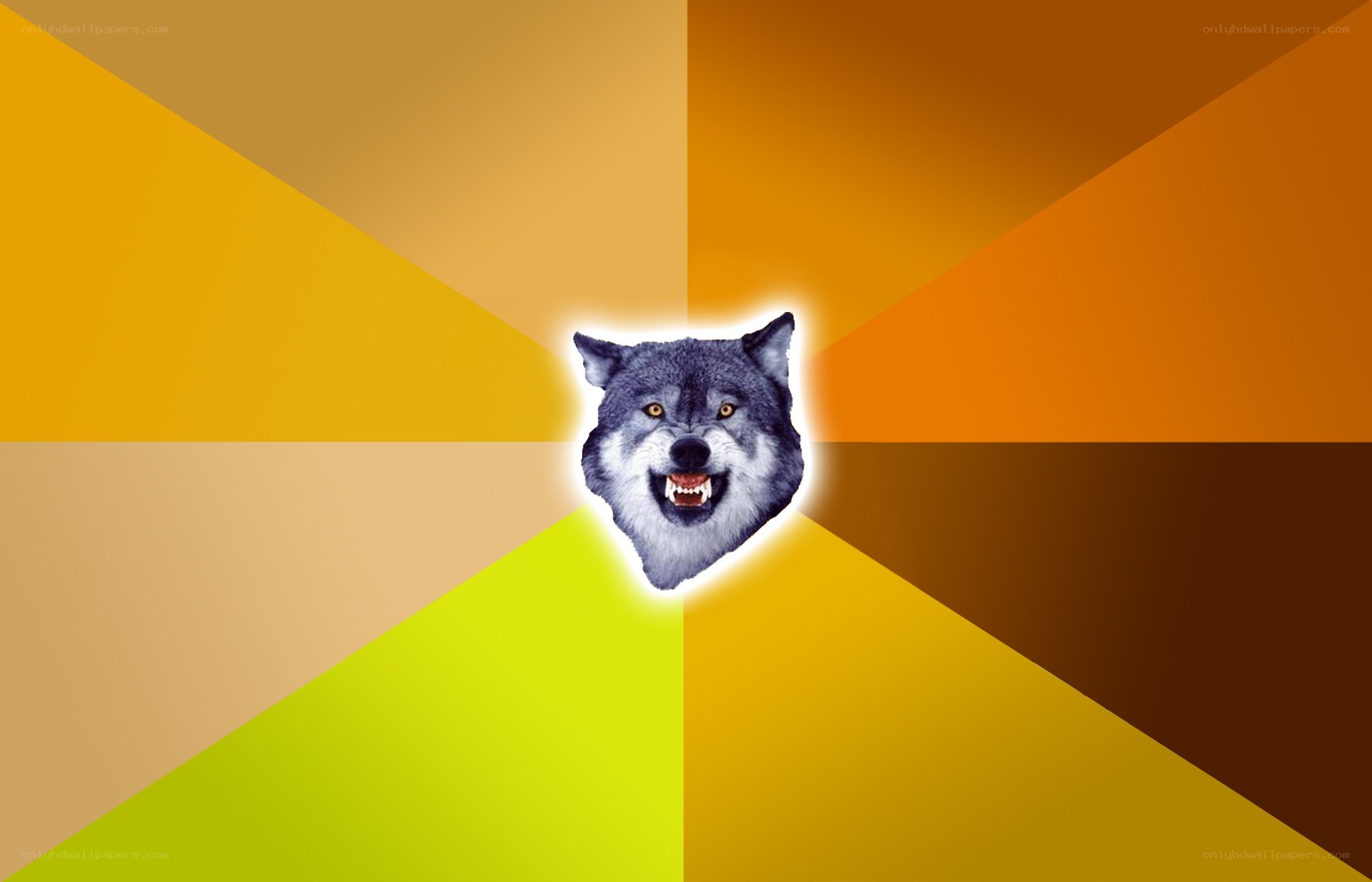 wolf head on colorful background