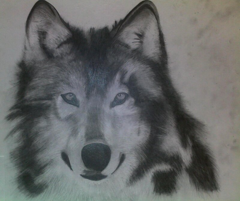 Wolf Head Portrait — Black, Intense, Illustration