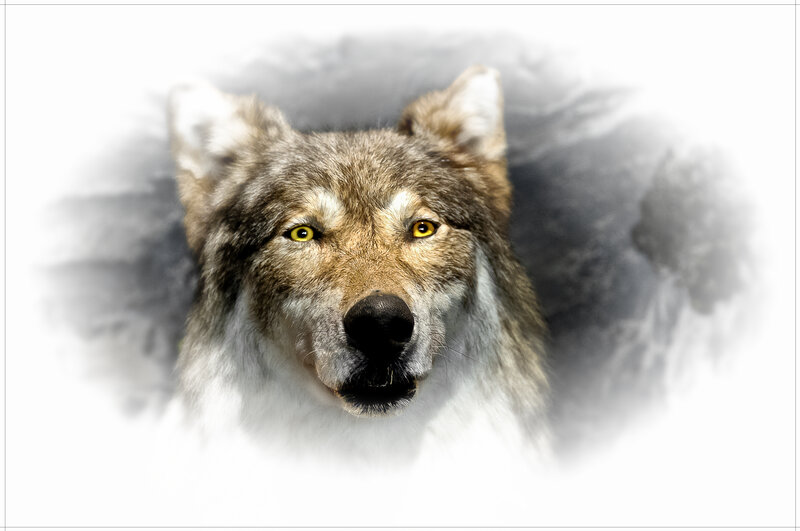 Wolf Head Portrait — Gray, Intense, Photograph