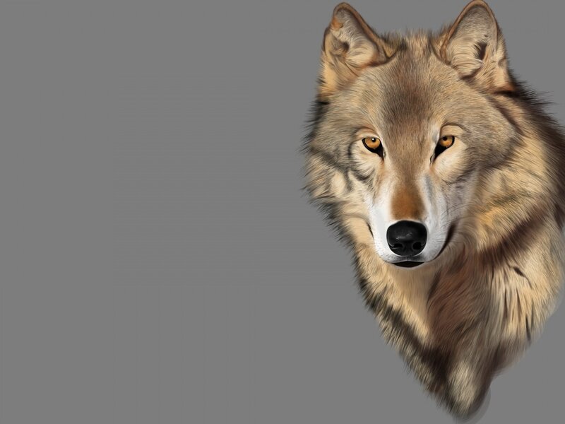 Wolf Head Portrait — Gray, Neutral, Digital Art