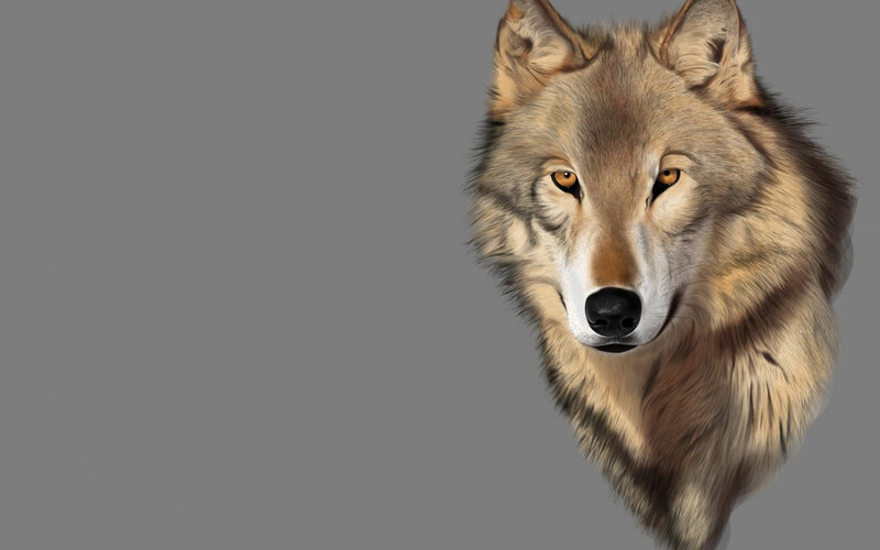Wolf Head Portrait — Gray, Neutral